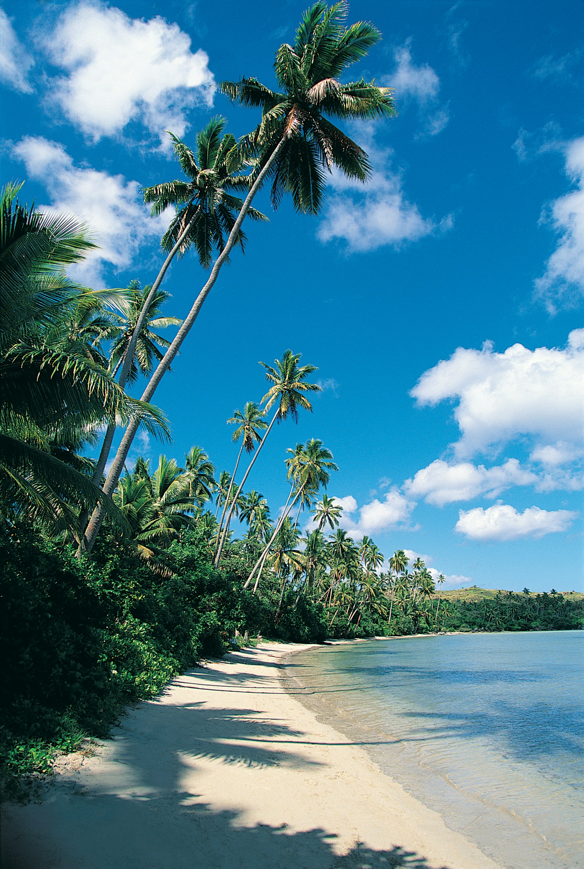 Ein Strand mit Palmen