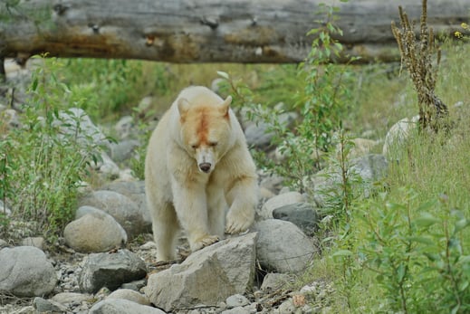 Ein weisser Bär in BC
