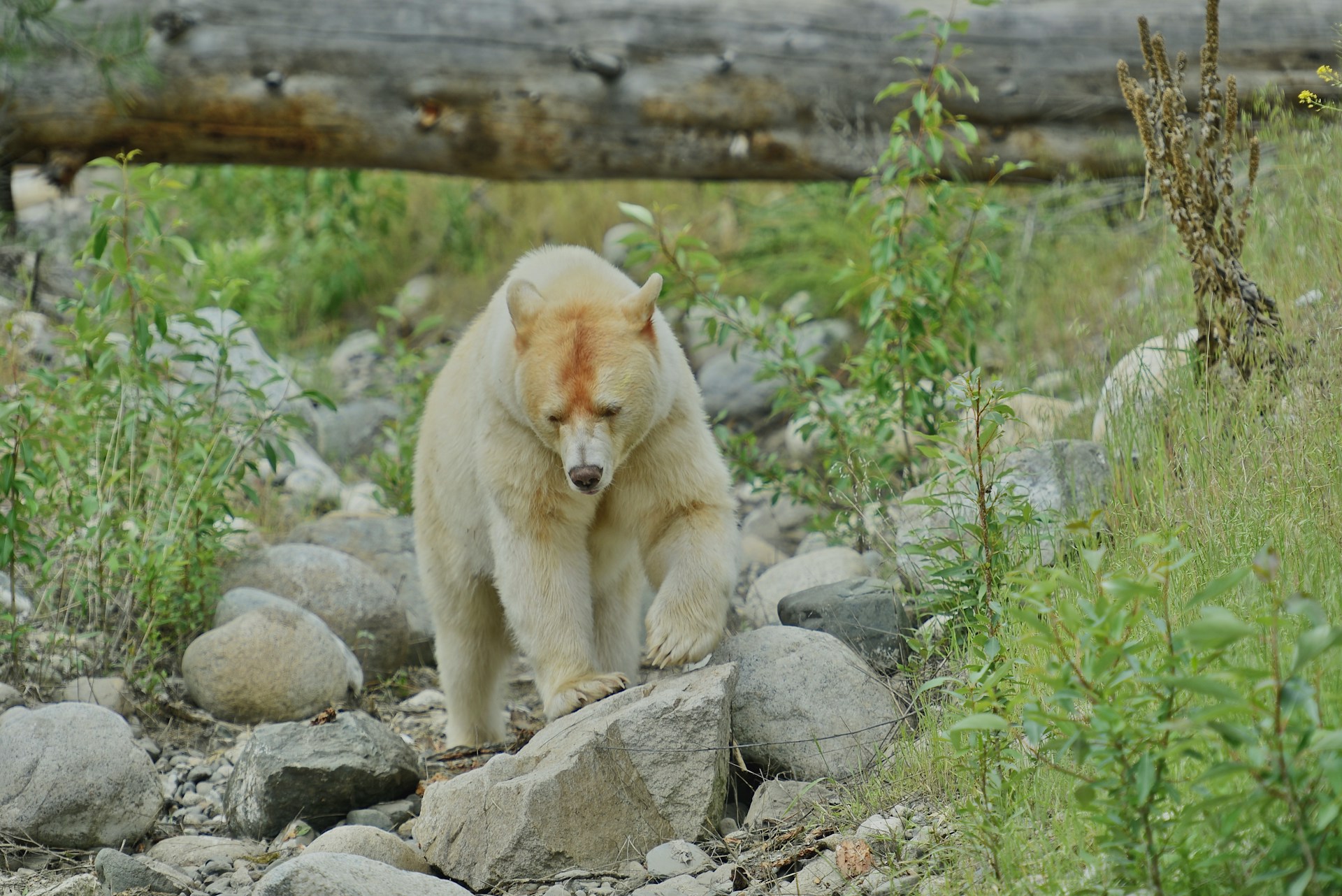 Ein weisser Bär in BC