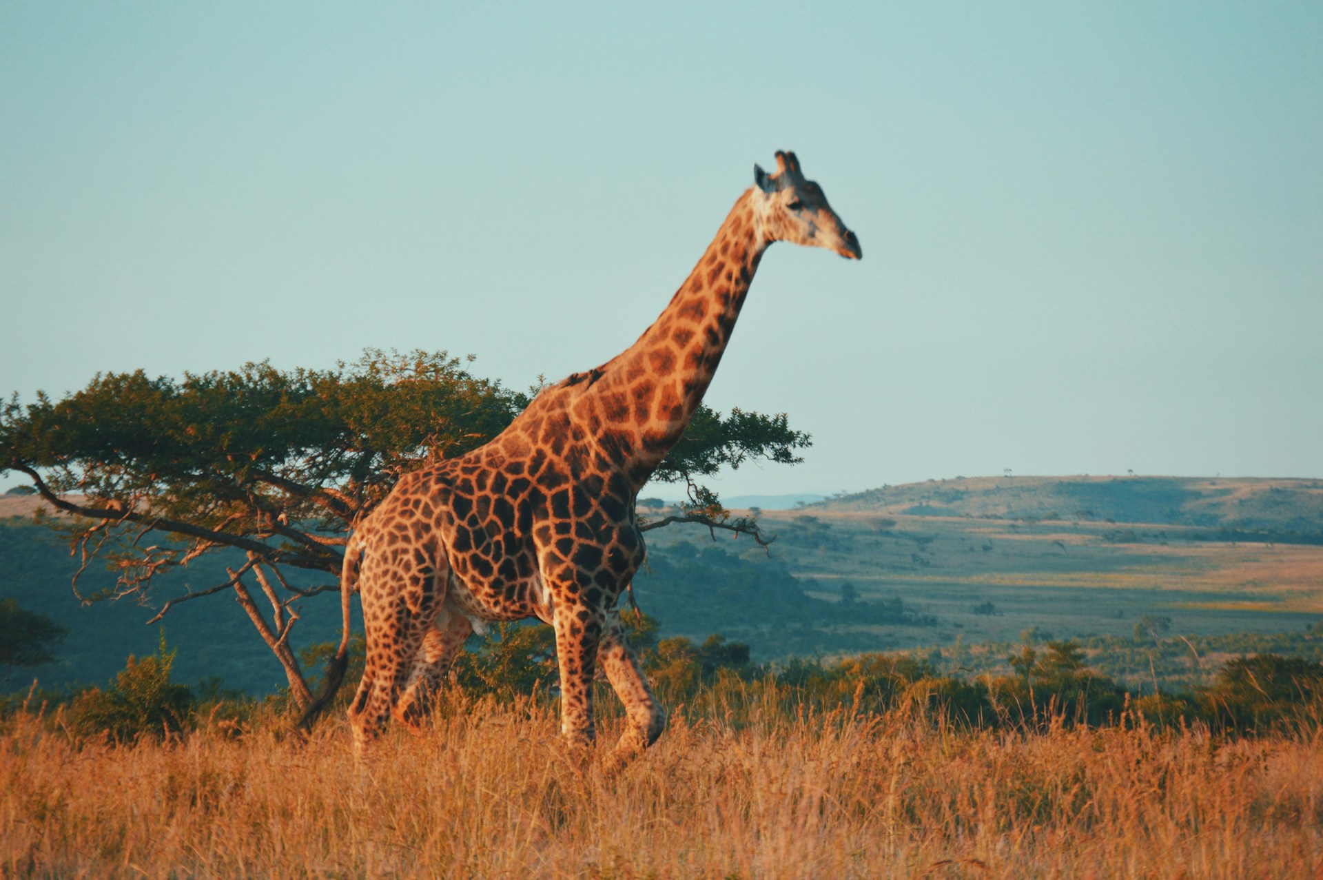 eine Giraffe in wunderschöner Landschaft