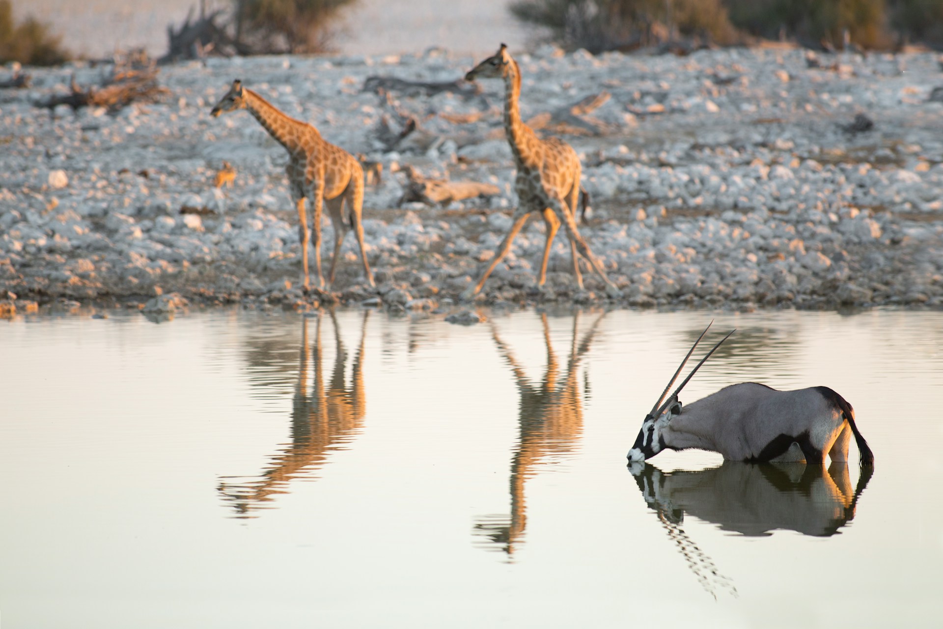 Tiere am Wasserloch