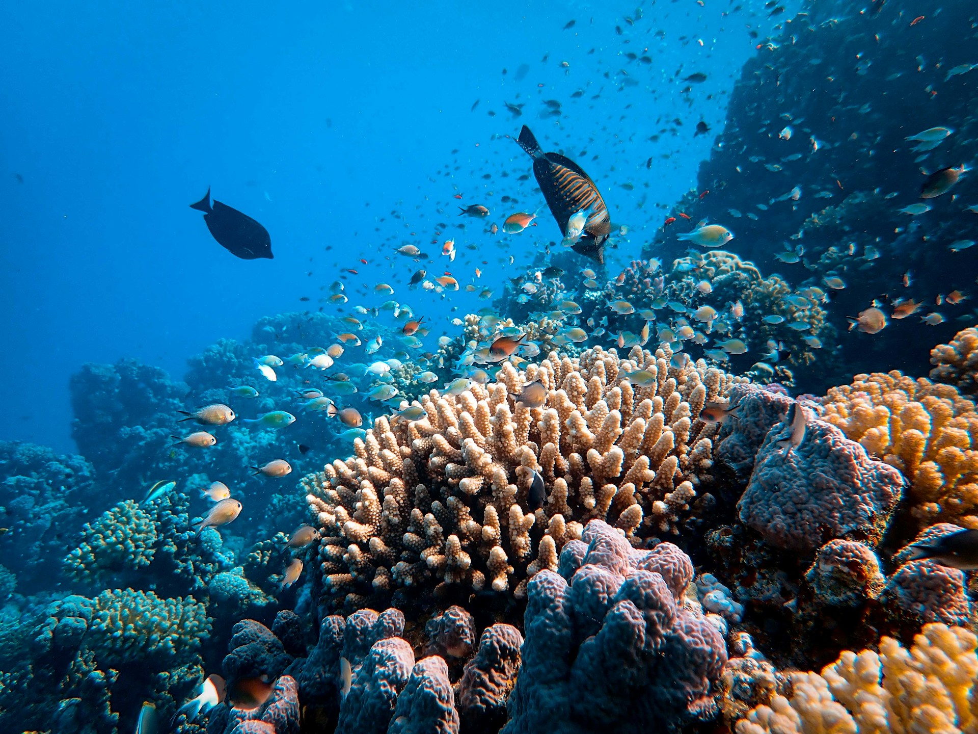 Riff mit vielen kleinen Fischen