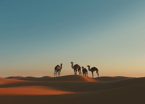 Kamele in der Wüste