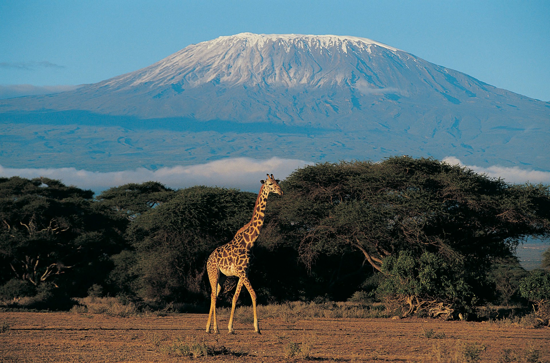 Giraffe vor schneebedecktem Berg