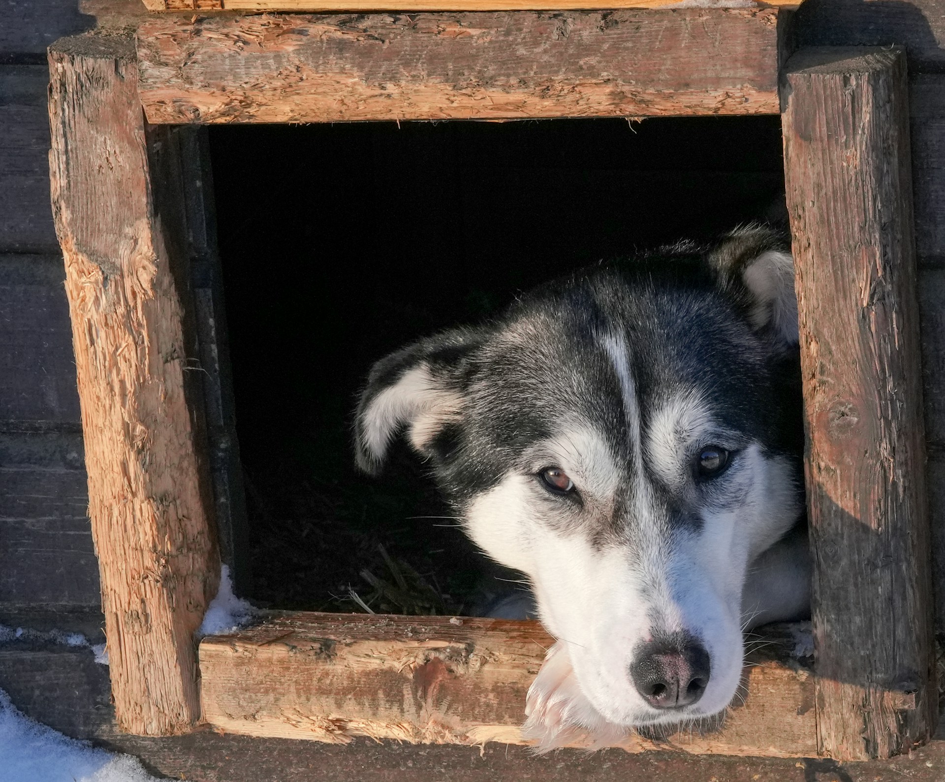 Husky in Kirkenes