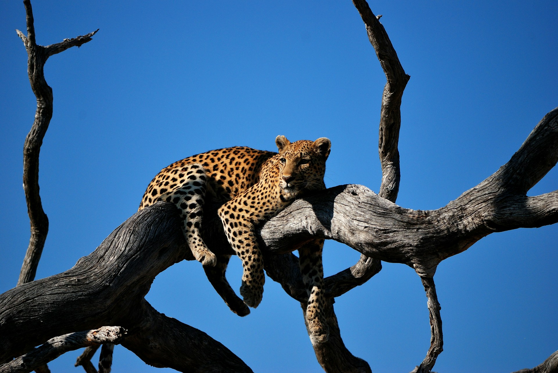 Leopard auf einem Baum