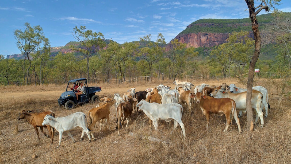 mount-mulligan-lodge-thefamilyproject-familienluxusreisen-farm