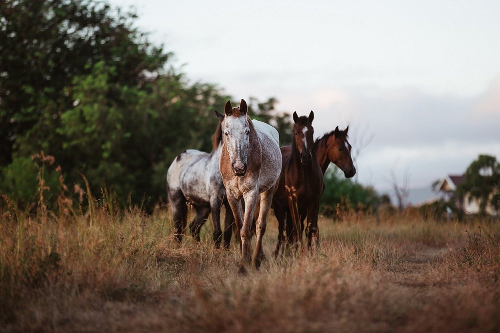 mount-mulligan-lodge-thefamilyproject-familienluxusreisen-pferd
