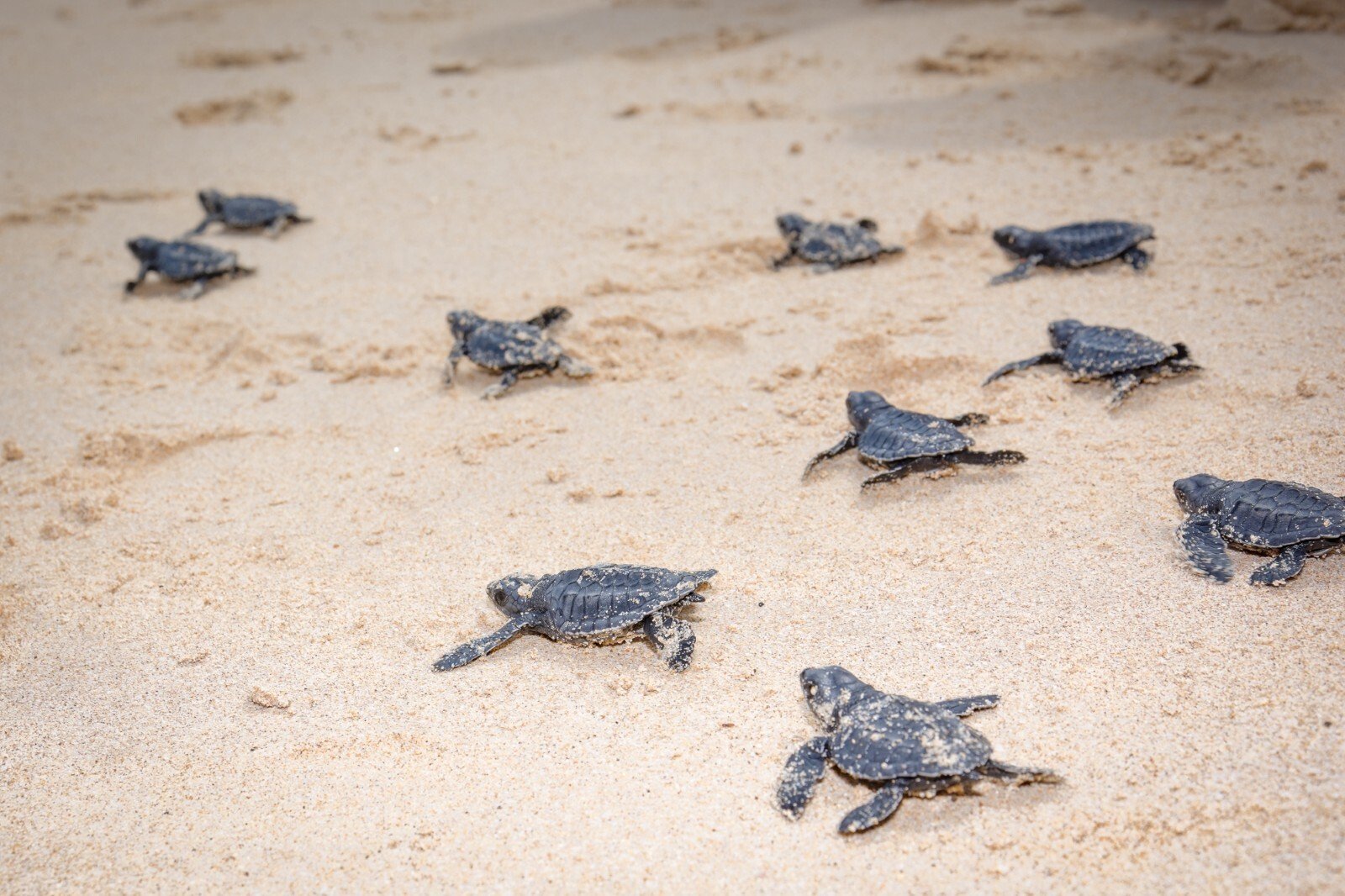 nihi_sumba_familienluxusreisen (4)