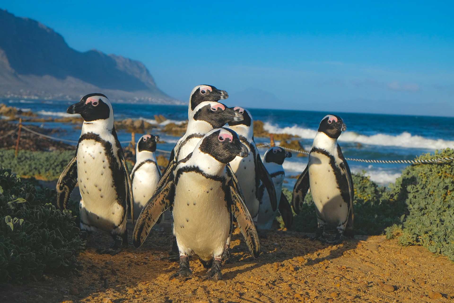 Eine Gruppe Pinguine am Meer