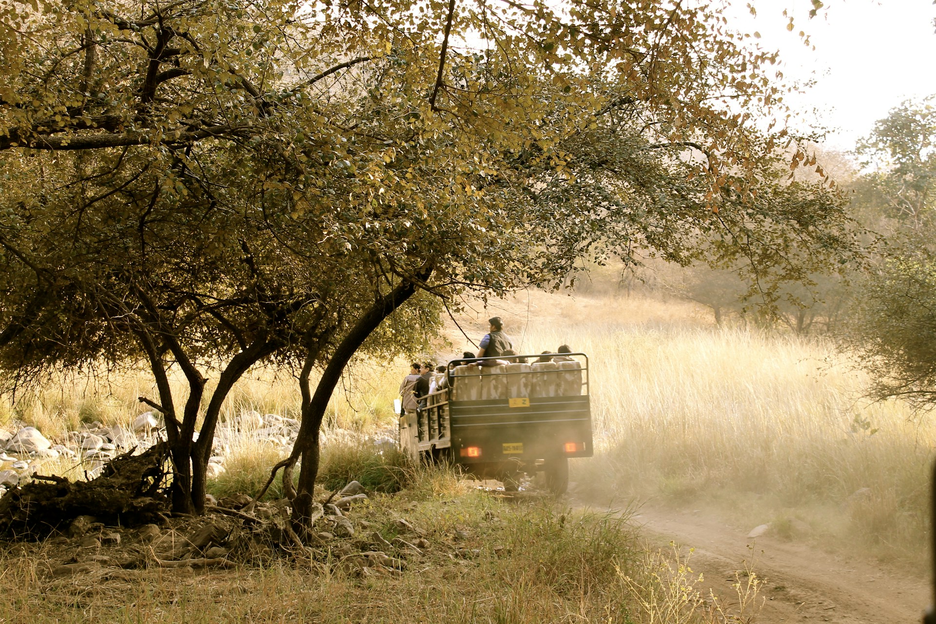 Ranthambhore Safari