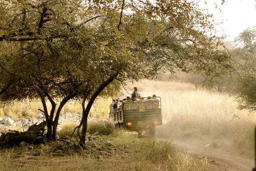 Ranthambhore Safari