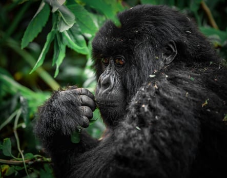Affe im Jungle