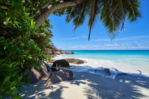 wunderschöner Strand mit Palme